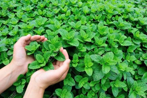 El cultivo de menta se ha convertido en un interesante proyecto de desarrollo para Incahuasi.