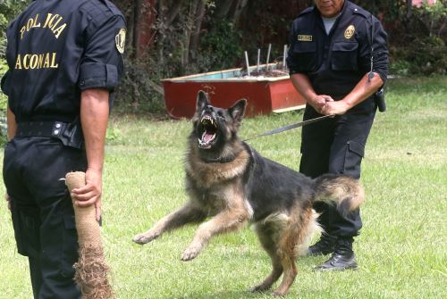 Policía canina