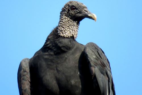 El gallinazo de cabeza negra (Coraqyyps atratus), una de las aves emblemáticas de Lima.