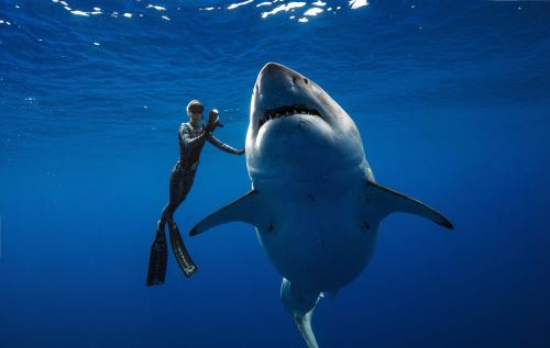 La buzo Ocean Ramsey y el tiburón blanco