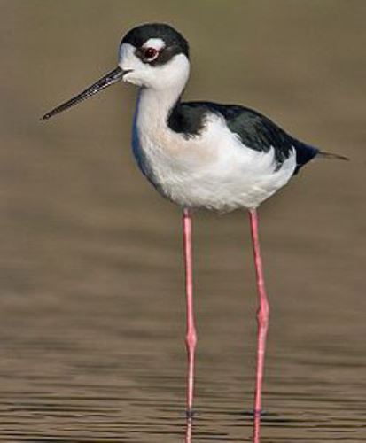 Arriba 31+ Imagen aves de patas largas y delgadas El último