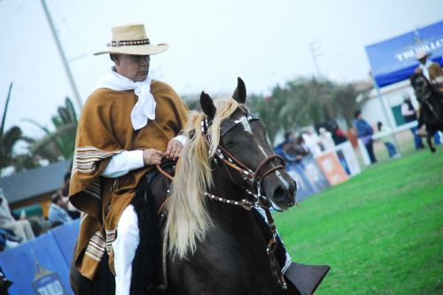 El caballo peruano de paso es considerado producto bandera.