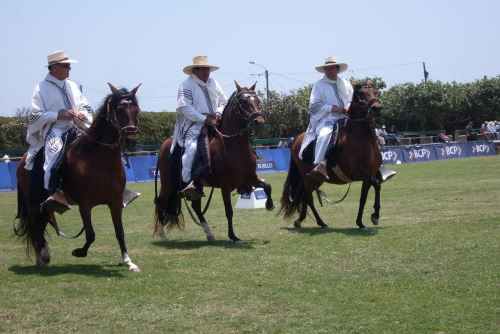 En la competencia participarán los mejores ejemplares del caballo peruano de paso.