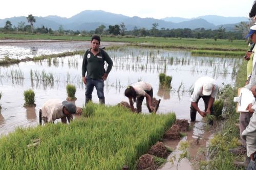 Nueva variedad de arroz es más resistente a las plagas y tiene un mayor potencial de rendimiento.