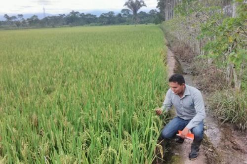La nueva variedad de arroz estará disponible para los productores a partir de marzo.