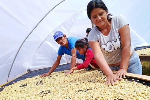 Los productores cafetaleros de Pangoa se beneficiaron con la entrega de módulos de secadores solares.