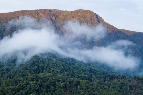 El Bosque de Protección Alto Mayo alberga una variada biodiversidad.