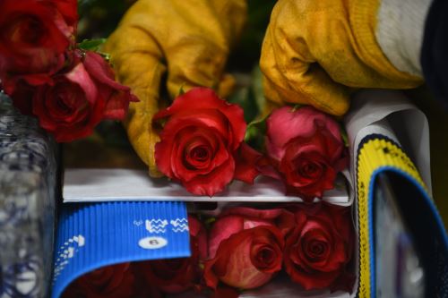Las rosas son cuidadosamente empacadas