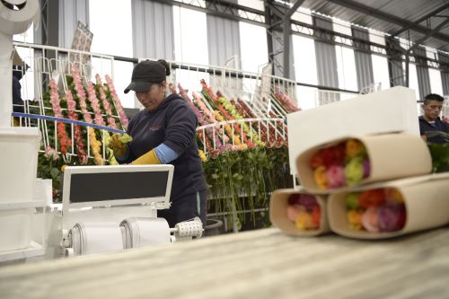 Empaque de rosas para la exportación
