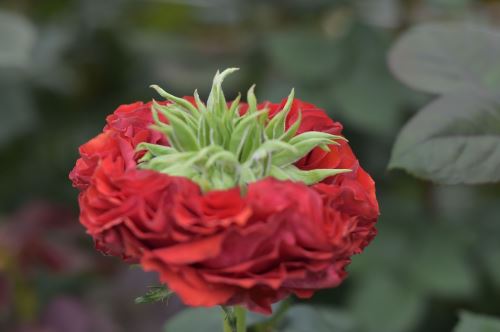 Variedad exótica de rosa para exportación