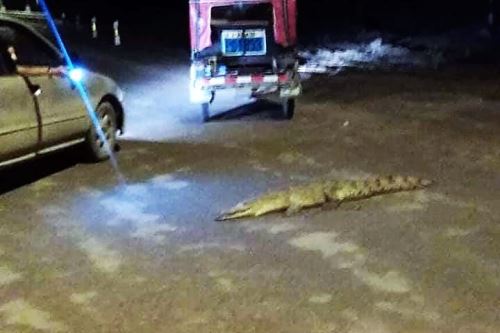 El cocodrilo apareció en la Panamericana Norte, sorprendiendo a los pobladores de Corrales.