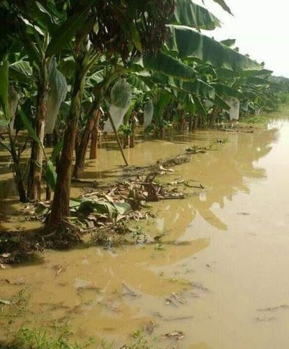 El río Tumbes se desbordó y arrasó con terrenos de cultivo.