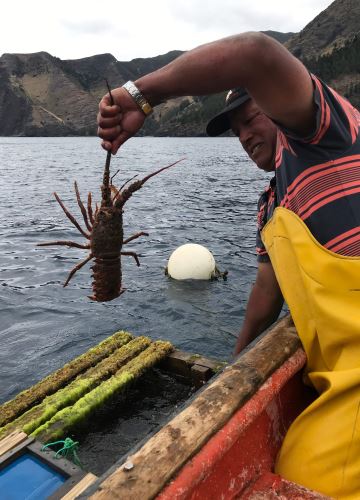 Pescador de langostas de la isla