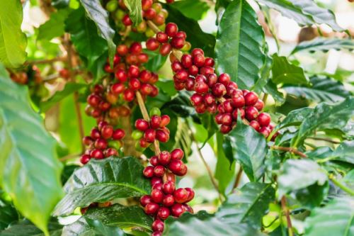 La roya es una de las mayores amenazas al cultivo de café en la Selva Central.