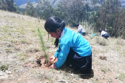 Los niños fueron los más entusiastas en la jornada de reforestación en distrito de Pancán.