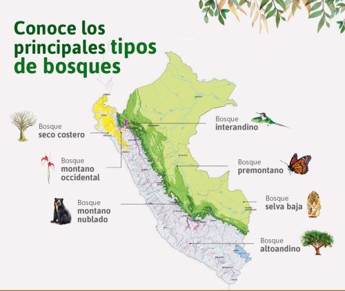 Dia Mundial De Los Bosques Tropicales Conoce La Riqueza Forestal