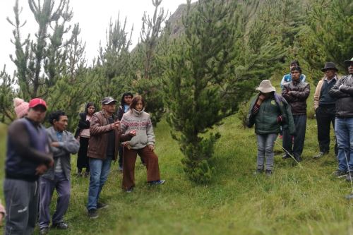 Agro Rural sembró 1,900 hectáreas de pino radiata en la subcuenca del río Shullcas, región Junín.