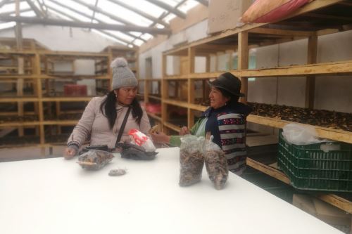 La producción de hongos ha permitido mejorar la economía de los comuneros de Acopalca, región Junín.