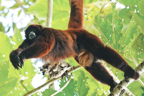 ¡Regalo de la naturaleza! Redescubrimiento del mono choro de cola ...