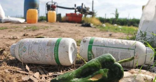 Los envases de plaguicidas y otros agroquímicos son arrojados a los campos de cultivo o cauce de ríos.