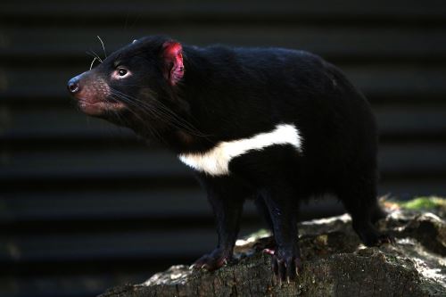 Un demonio de Tasmania en el refugio