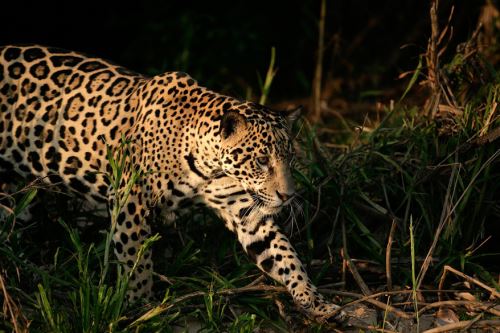 La caza y mafias que venden las pieles, colmillos, entre otras partes del jaguar, han hecho que en América solo alrededor de 173,000 ejemplares permanezcan en libertad.