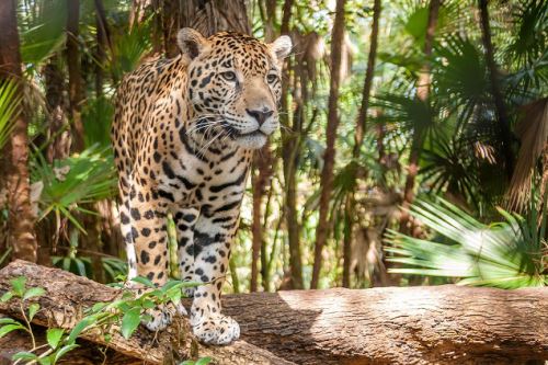 En zonas de la Selva peruana, los jaguares son comercializados en el mercado negro.