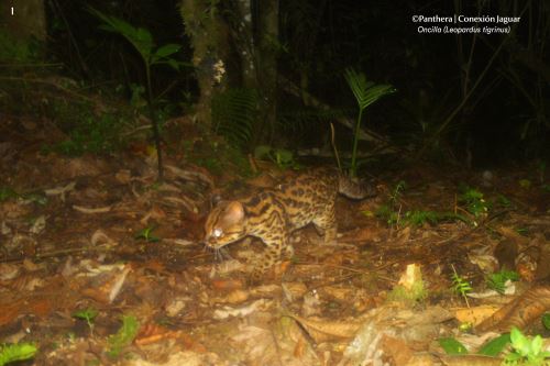 El Leopardus tigrinus es una de las especies captadas por las cámaras trampa instaladas en la concesión para la conservación Alto Huayabamba.