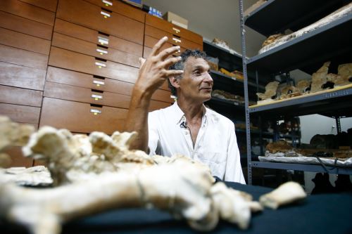 El investigador y colector colector del Museo de Historia Natural, Mario Urbina, contó que en 2007 vio por primera vez una falange de la ballena de cuatro patas.