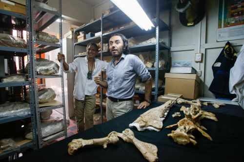 Martio Urbina (izquierda), descubridor de la ballena de cuatro patas, y el paleontólogo Rodolfo Salas-Gismondi.