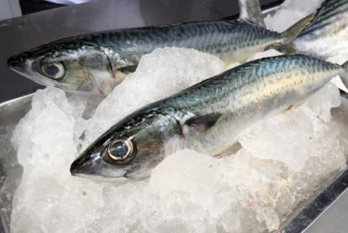 Semana Santa: Sepa cómo reconocer un pescado fresco - Noticias