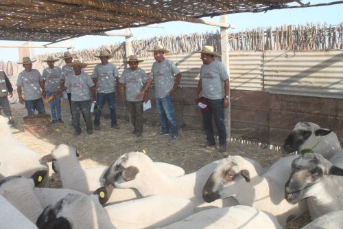 Cada uno de los 30 ganaderos del valle de Tambo seleccionarán a sus mejores ejemplares para el mejoramiento genético.