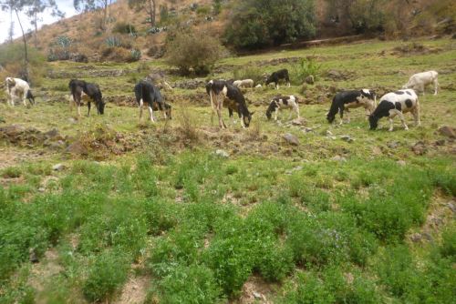 El Minagri recomienda producción de heno y pastoreo rotativo como preparación ante heladas para asegurar alimento de ganado.