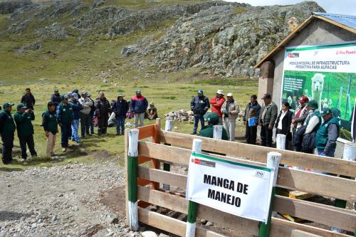 El objetivo del proyectos es recuperar la calidad genética de las alpacas en Puno.