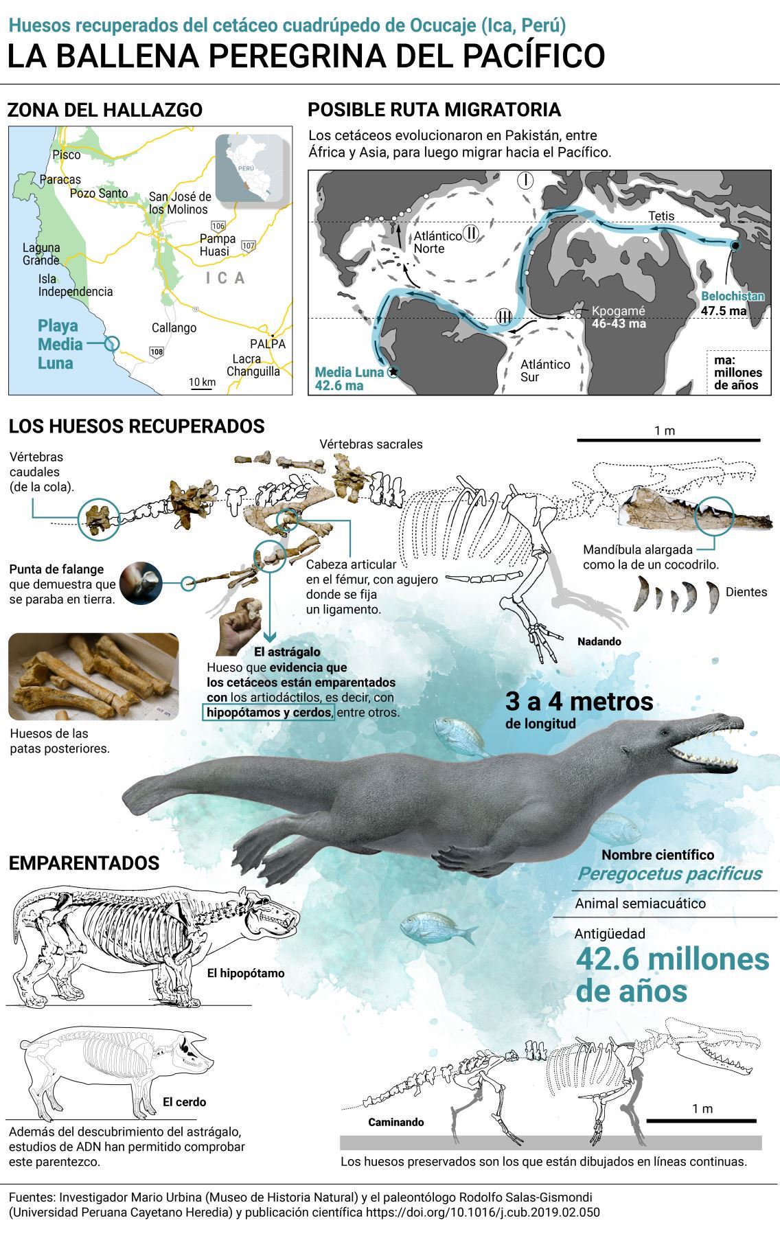 En esta infografía se puede apreciar la posible ruta que siguió la ballena de cuatro patas para llegar al Pacífico, así como los huesos que se recuperaron.