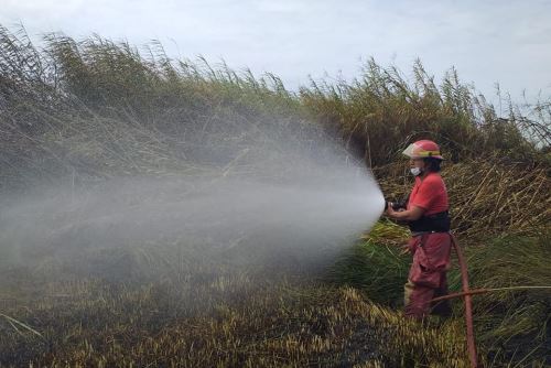 Los bomberos luchan por controlar incendio en los pantanos de Villa María, en la provincia ancashina del Santa.