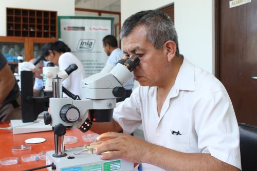 El INIA dictó programas de formación de 'doctores de plantas' en las regiones de Puno, Cusco, Ayacucho, Junín, Lima, San Martín, Cajamarca y Lambayeque.