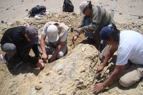 Un equipo internacional participó en el desentierro de los fósiles de la ballena peregrina del Pacífico en Ocucaje.
