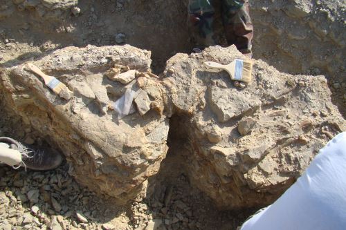 El estudio geológico determinó la antigüedad de las rocas donde estaba el fósil de la ballena de cuatro patas (42.6 millones de años).