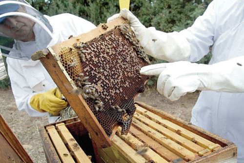 Venta online de Polen de abeja - Apícola Caballero Perú