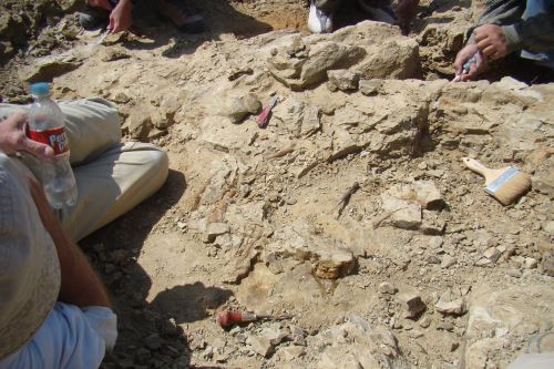 En la colecta (desentierro) del fósil de la ballena de cuatro patas de 42.6 millones de años participó un equipo internacional.