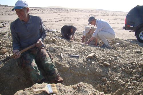 El investigador y colector del Museo de Historia Natural, Mario Urbina, aseguró que mientras busque huesos no se aburre.