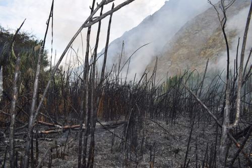 La Municipalidad Distrital de Buenavista Alta (Casma) constató daños ocasionados por incendio forestal en el sector de Tucushuanca.