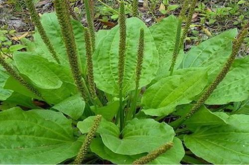 Dia De Diversidad Biologica Conoce Las Plantas De Uso Medicinal