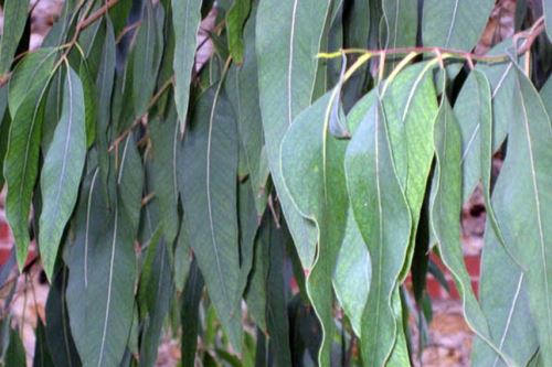 Dia De Diversidad Biologica Conoce Las Plantas De Uso Medicinal