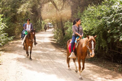 El Santuario Histórico Bosque de Pómac se ubica en el distrito de Pítipo, provincia lambayecana de Ferreñafe; preserva la más densa formación de algarrobos del planeta.