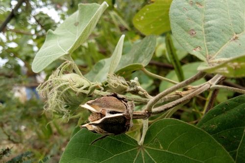 Esta especie de algodón endémico fue hallado en Chongoyape. Foto: Cortesía: Guillermo Delgado.