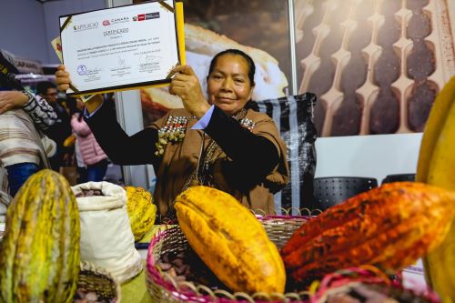 Familias de las comunidades Yanesha han mejorado sus ingresos a partir de tecnologías agroecológicas para perfeccionar el cultivo y cosecha del cacao.