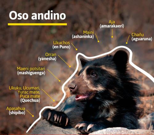 Oso Andino Asi Se Le Conoce En Las Diversas Lenguas Originarias Del Peru Noticias Agencia Peruana De Noticias Andina