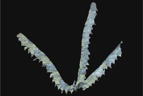 En el Vraem se hallaron los fósiles de invertebrados marinos más antiguos de Perú, informó el Ingemmet.